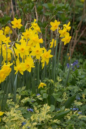 Narcissus Sweetness 