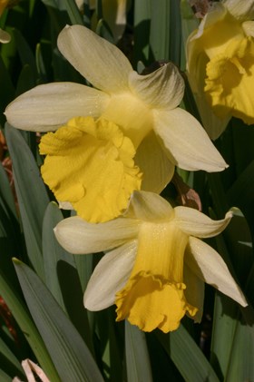 Narcissus Topolino 