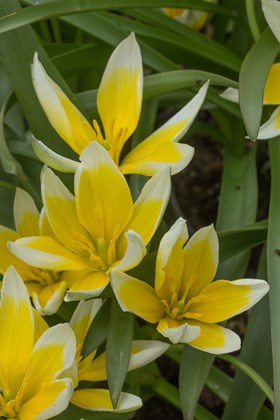 Tulipa tarda