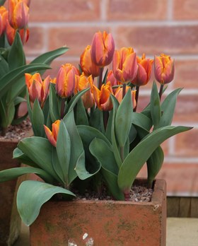 Tulipa Prinses Irene