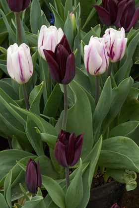 Tulipa Flaming Flag
