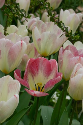 Tulipa Flaming Purissima