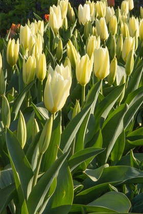 Tulipa Purissima
