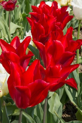 Tulipa Pieter de Leur 
