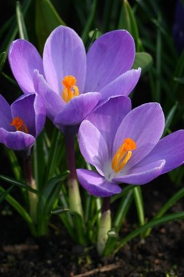 Crocus vernus Grand Maitre