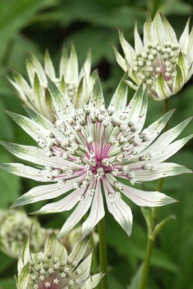 Astrantia major