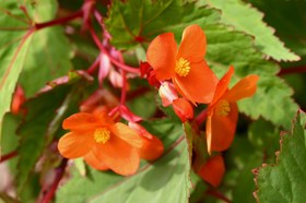 Begonia sutherlandii