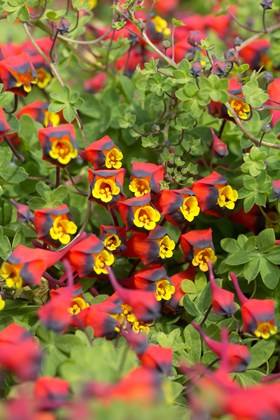 Tropaeolum tricolor