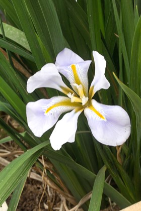 Iris unguicularis Walter Butt      