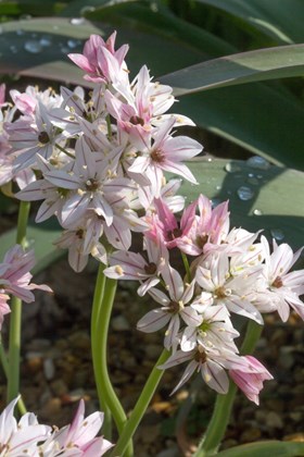 Allium Cameleon