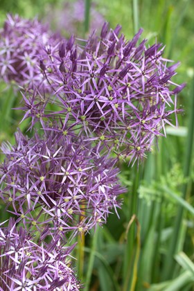 Allium cristophii
