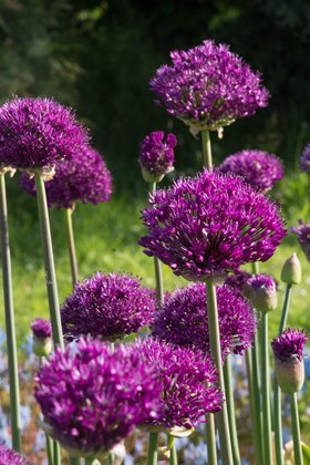 Allium hollandicum Purple Sensation