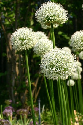 Allium Mount Everest
