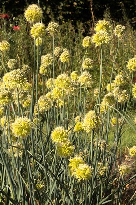 Allium obliquum