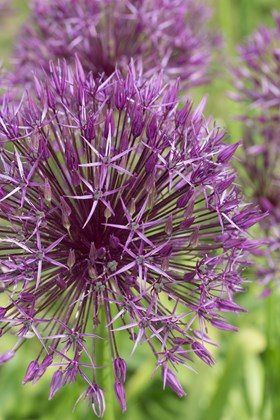 Allium Purple Rain