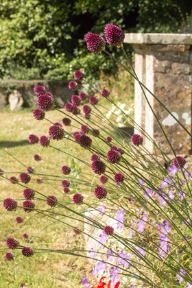 Allium sphaerocephalon