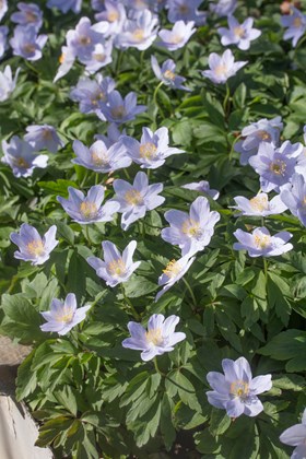 Anemone nemorosa Robinsoniana