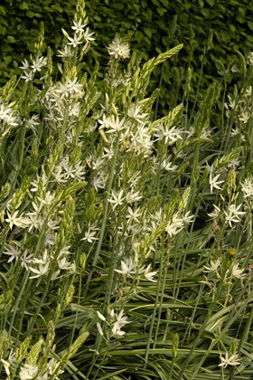 Camassia leichtlinii Alba  