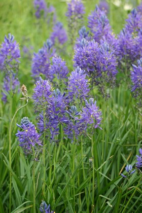 Camassia Quamash
