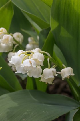 Convallaria majalis Fortins Giant