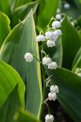 Convallaria majalis Hardwick  Hall