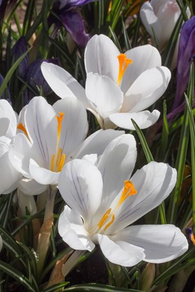 Crocus vernus Jeanne d'Arc