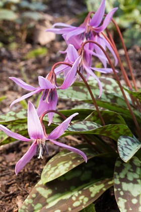 Erythronium Dens Canis Mixed