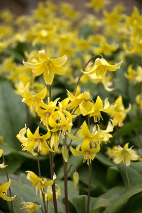 Erythronium Pagoda