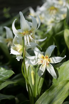 Erythronium White Beauty