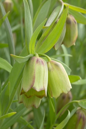 Fritillaria pontica 