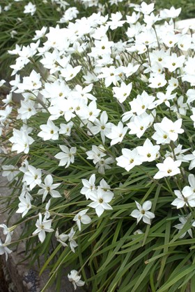 Ipheion Alberto Castillo