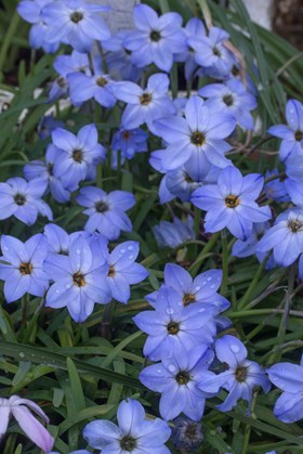 Ipheion Rolf Fiedler