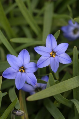 Ipheion Jessie