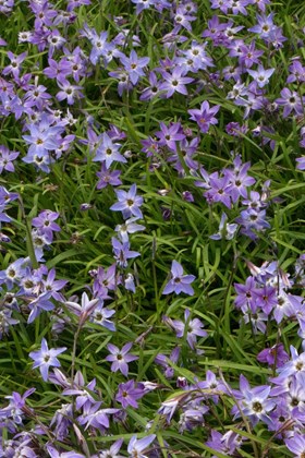 Ipheion uniflorum Froyle Mill