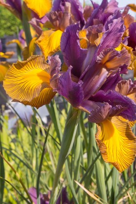 Iris Picasso