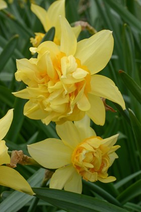 Narcissus Butter and Eggs