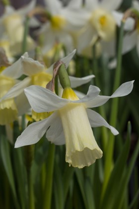 Narcissus Elka 