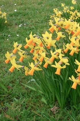 Narcissus Jetfire 