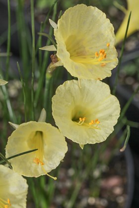 Narcissus Julia Jane 