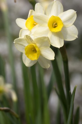 Narcissus Minnow 