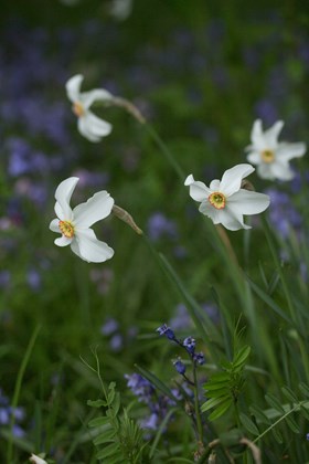 Narcissus poeticus var recurvus 