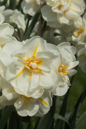 Narcissus Sir Winston Churchill 