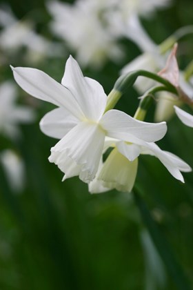Narcissus Thalia 