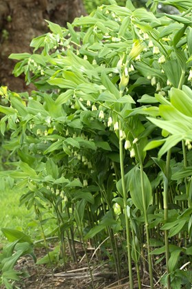 Polygonatum x hybridum                    