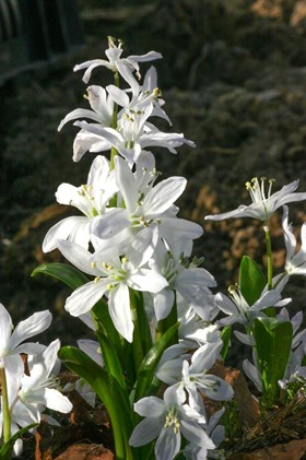 Scilla mischtschenkoana (tubergeniana)