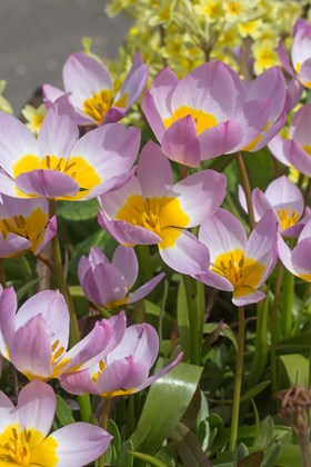 Tulipa bakeri  Lilac Wonder
