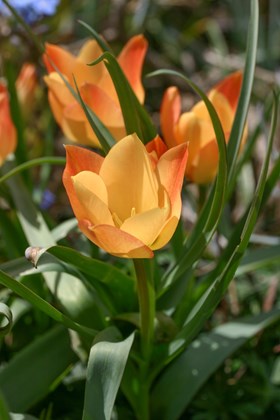 Tulipa batalinii Bronze Charm