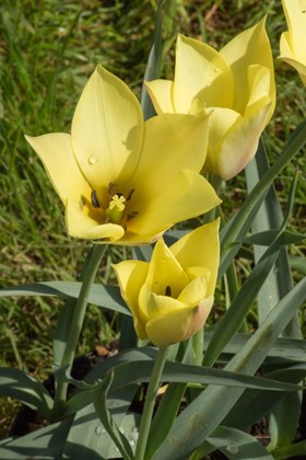 Tulipa batalinii Honky Tonk