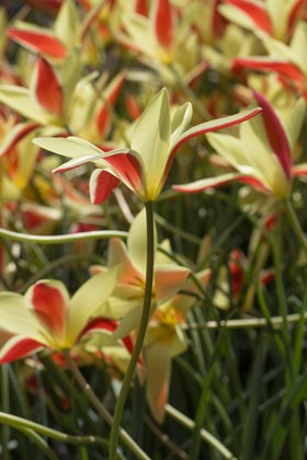 Tulipa clusiana Cynthia