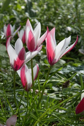 Tulipa clusiana Peppermintstick 